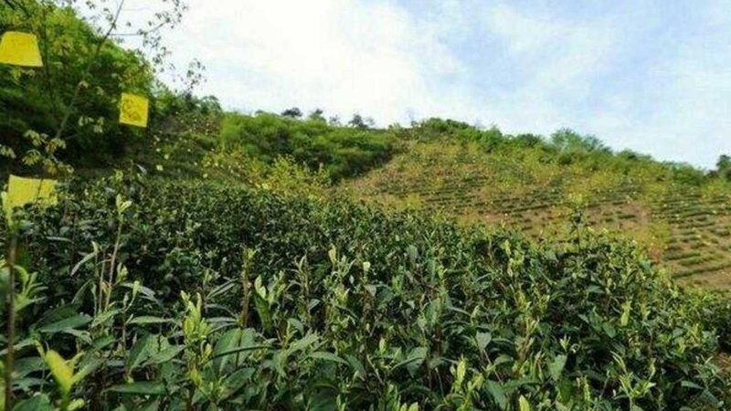 贵州修文猕猴桃的独特之处：揭秘与外地货的差别**
